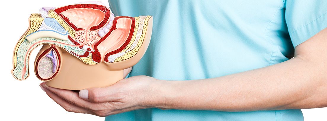 hombre sujetando una maqueta de anatomía masculina y el pene