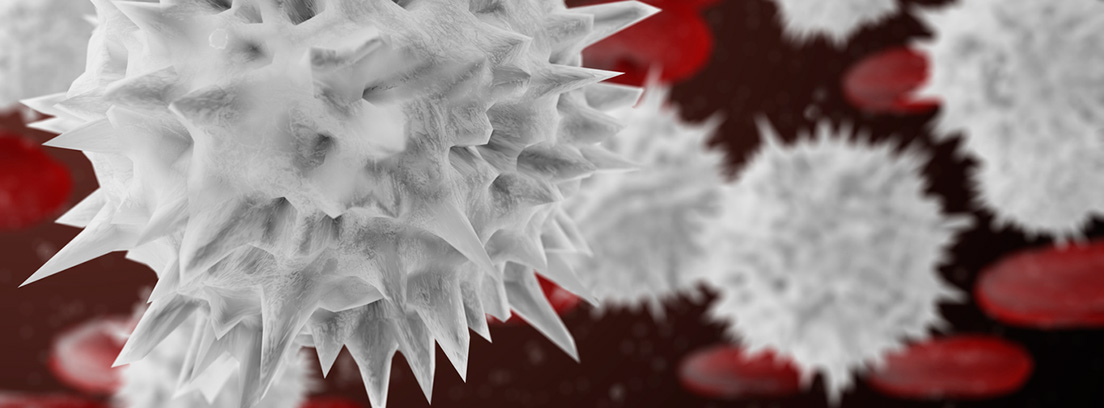 leucocitos, glóbulos blancos y rojos