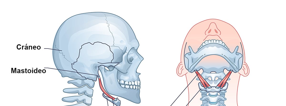 Síndrome de Eagle: ilustración de cráneo y del hueso estilohioideo