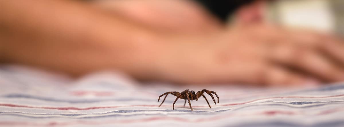 araña pequeña junto a hombre durmiendo