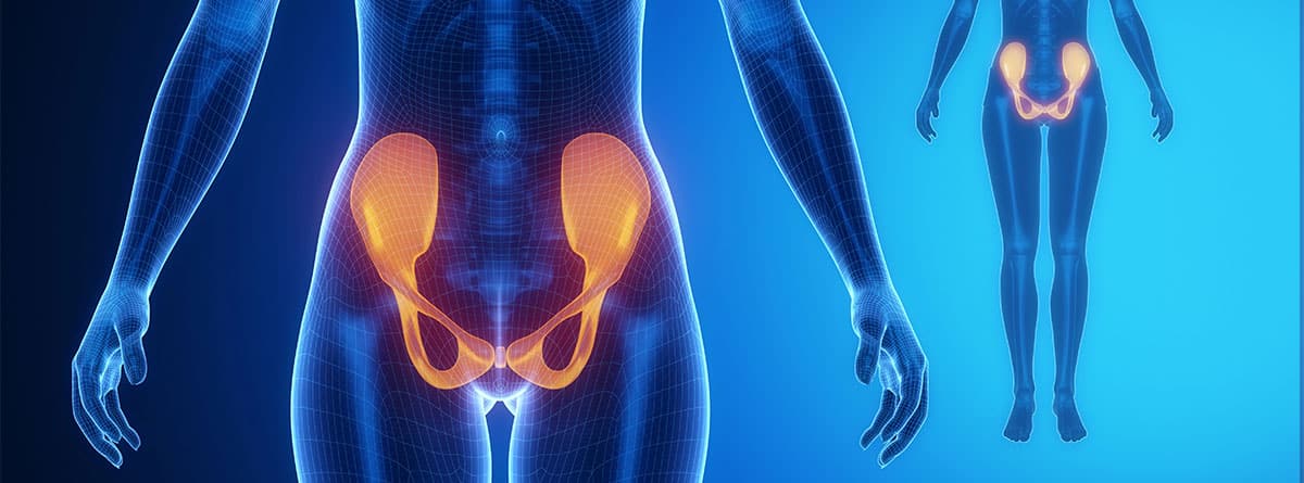 ilustración mostrando el hueso pubis femenino