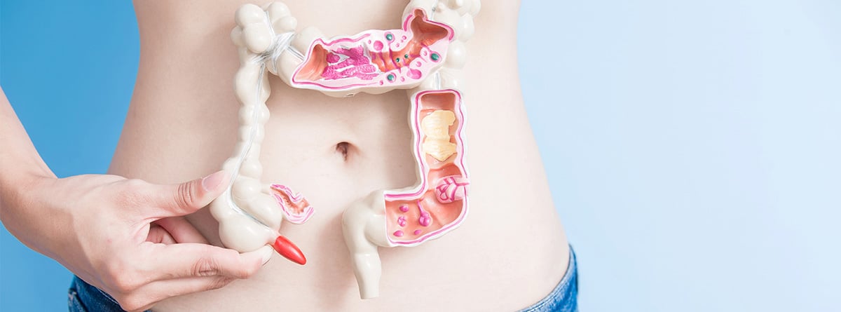 Maqueta de intestino