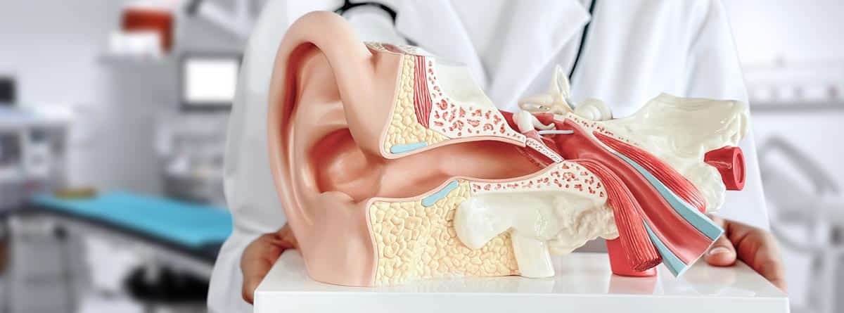 Maqueta de un oído sobre las manos de un médico