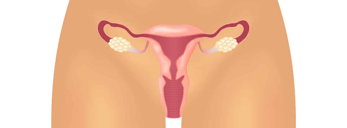 Ilustración aparato reproductor femenino