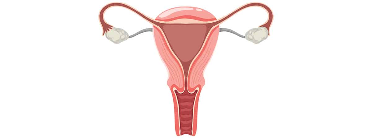 Ilustración del aparato reproductor femenino