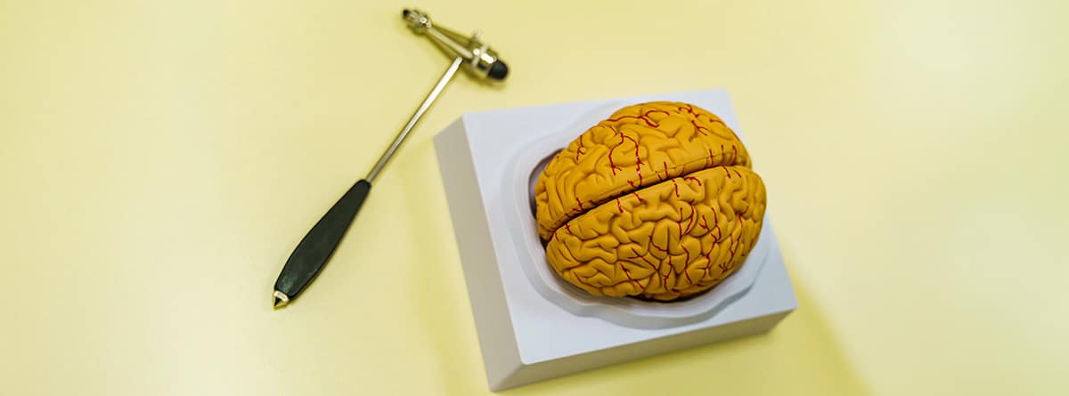 Maqueta de cerebro