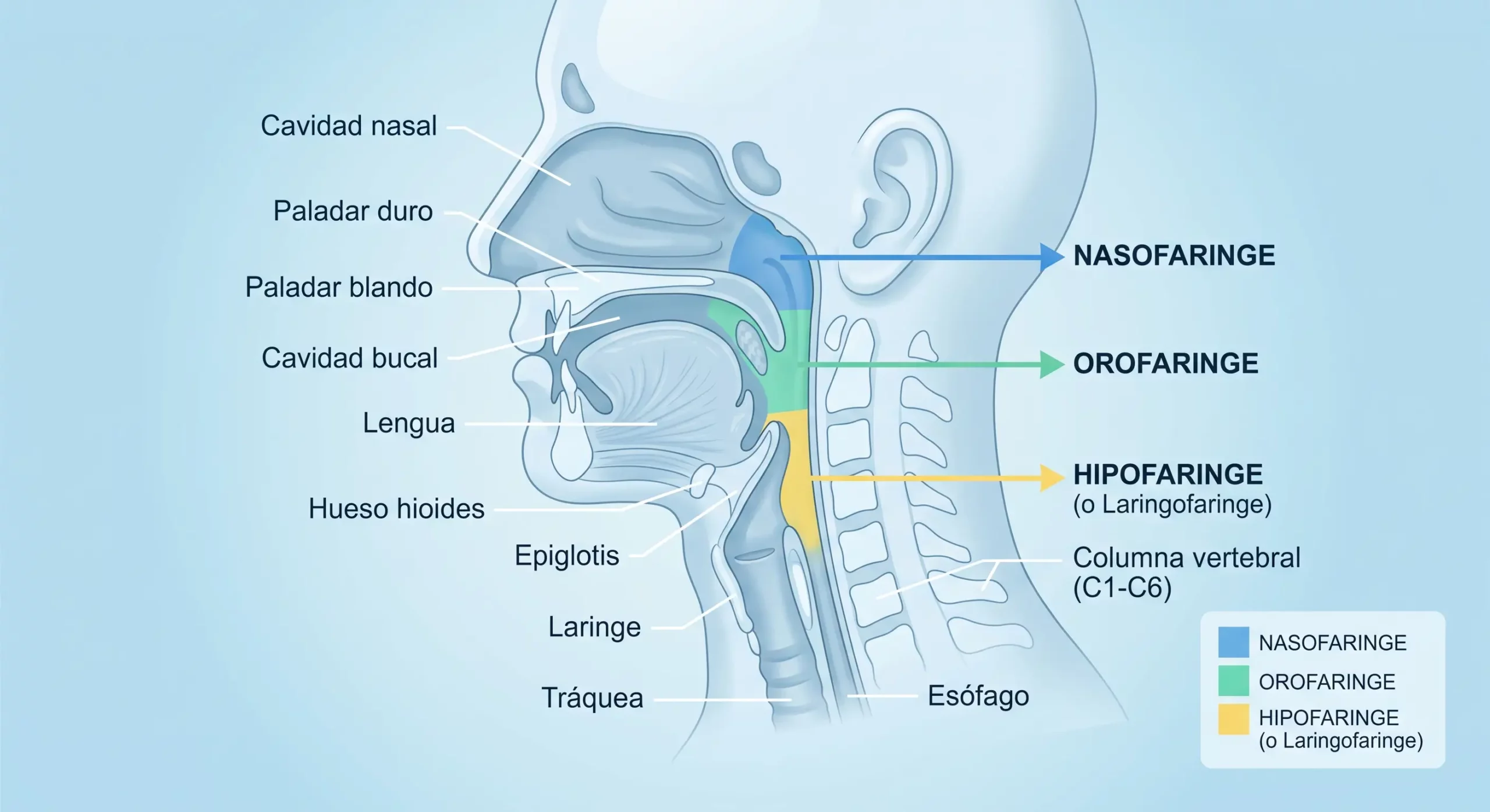 Ilustración médica explicativa de las zonas anatómicas de la faringe: nasofaringe, orofaringe e hipofaringe.